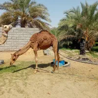 شتر|حیوانات مزرعه|بمپور, |دیوار