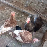 ۵ بوقلمون نر