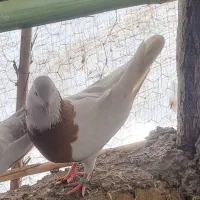طوقی معامله با یه طوق ماده قشنگ