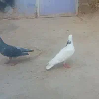 یک جفت کبوتر با دو عدد  تخم