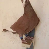 گلی پلنگ نرپریده