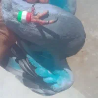 کبوتر