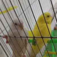 جفت مرغ عشق