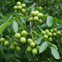 گردو ژنوتیپ با باردهی از سال اول کاشت + ضمانت