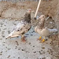 جفت سار هفت‌رنگ