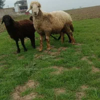 بره قوچی ترکمنی