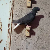 دو عدد کفتر دمسفید
