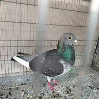 جان اردن ماده