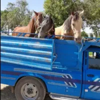 خرید فروش اسب باری پالونی