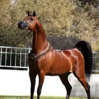 مادیان دوسر عرب وارداتی
