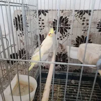 پرنده