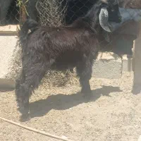 یه راس کهره نر