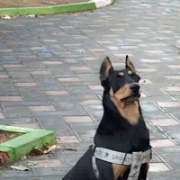 دوبرمن