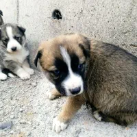 توله سگ هاسکی هر دو چشمها رنگی