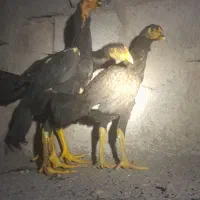 جوجه مرغ لاری