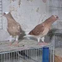 کفتر، کبوتر جوجه دم سفید