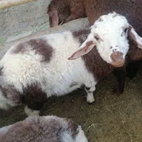 میش هترو|حیوانات مزرعه|اسفراین, |دیوار