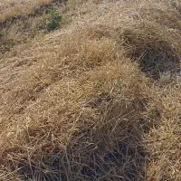جا گندوم آبی کلور