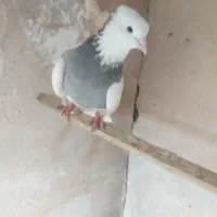 پرنده