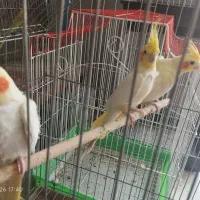 عروس هلندی،کوتوله برزیلی