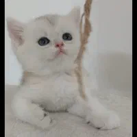 گربه بریتیش سیلور