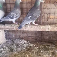 دوبر|پرنده|اردبیل, |دیوار