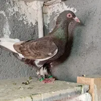 کفتر یهودی پرشی