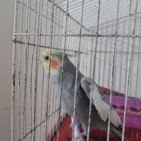 عروس هلندی نر