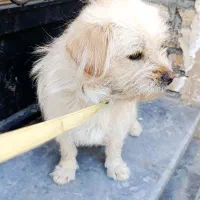 سگ Glen|سگ|چالدران, |دیوار