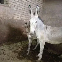 شیر الاغ