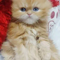 توله اسکاتیش گارفیلدی