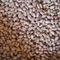 لوبیا|خوردنی و آشامیدنی|یاسوج, |دیوار