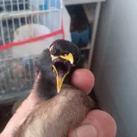 مینانرآوازخان