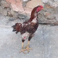 مرغ خروس جوجه لاری