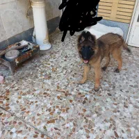 سگ ژرمن