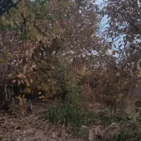 زمین مسکونی و باغ