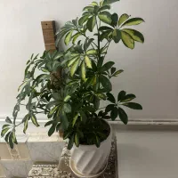 گل شلفرا