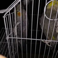 پرنده عروس هلندی