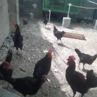 خروس محلی