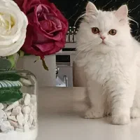 بچه گربه برتیش