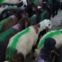 یک راس شیشک چاق