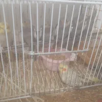 عروس بالق ۱ سال