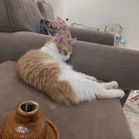 گمشده دو عدد گربه شش ماهه