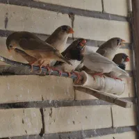 فنج ومرغ عشق ونرگسی