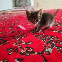 گربه|گربه|نیشابور, بنیاد شهید|دیوار