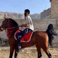 کره اسب نریان