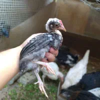 جوجه خروس