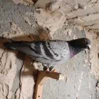 ،پولکی المانی