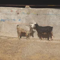 (( دو عدد تیبز  جوان ))