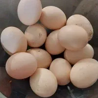 تخم مرغ لاری نطفه دار